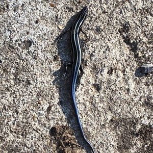 Meet your Posher, Phil